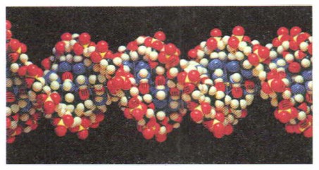 ������ ������� ��������