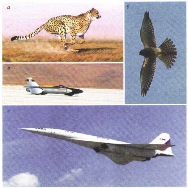 ������� ��������