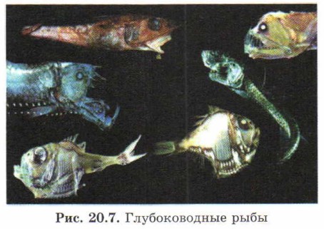 ������������� ����