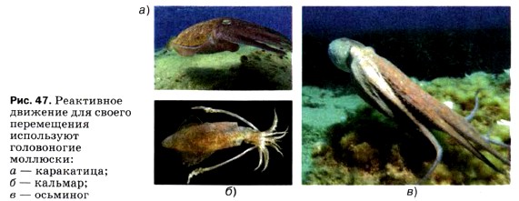 ���������� �������� ��� ������ ����������� ���������� ����������� ��������: � � ����������; � � �������; � � ��������